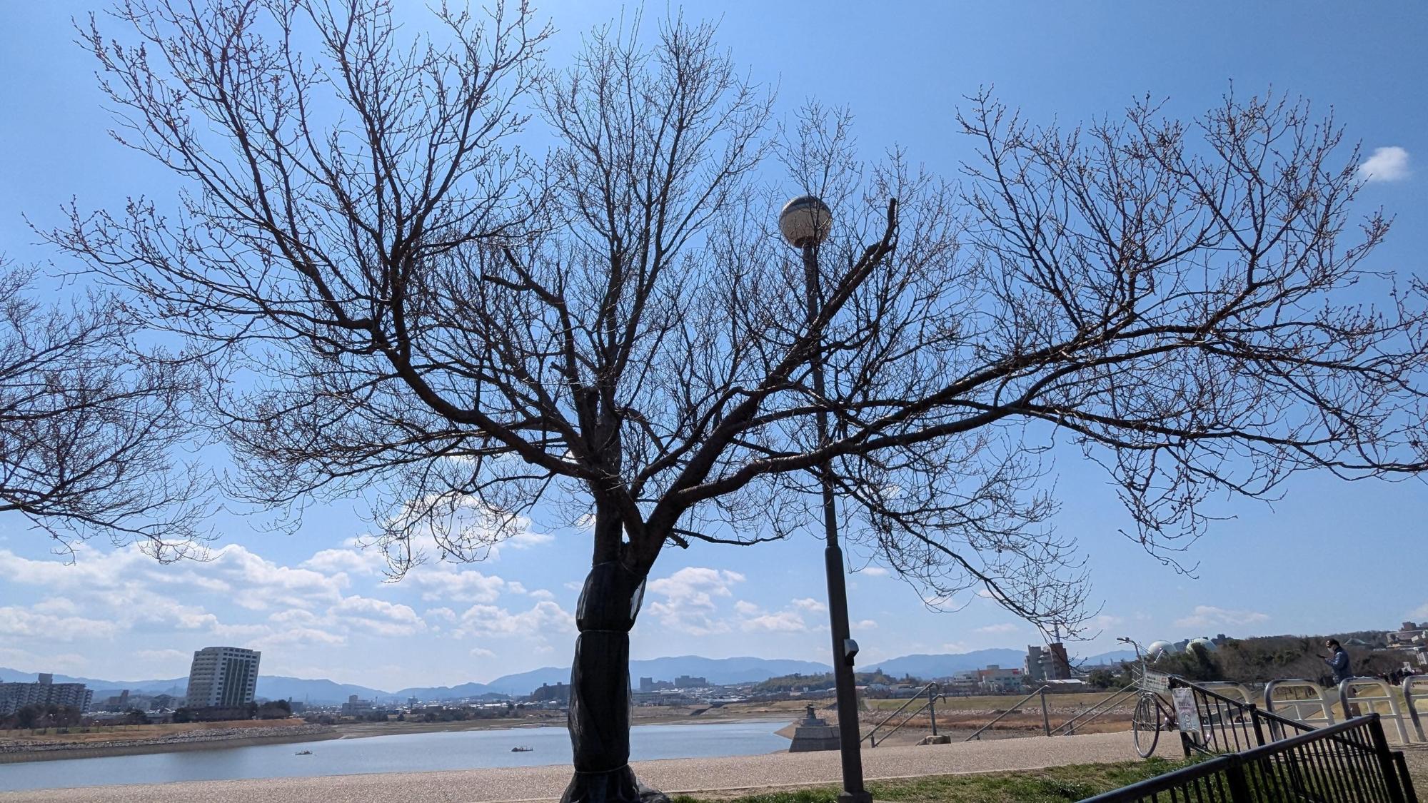 桜画像9