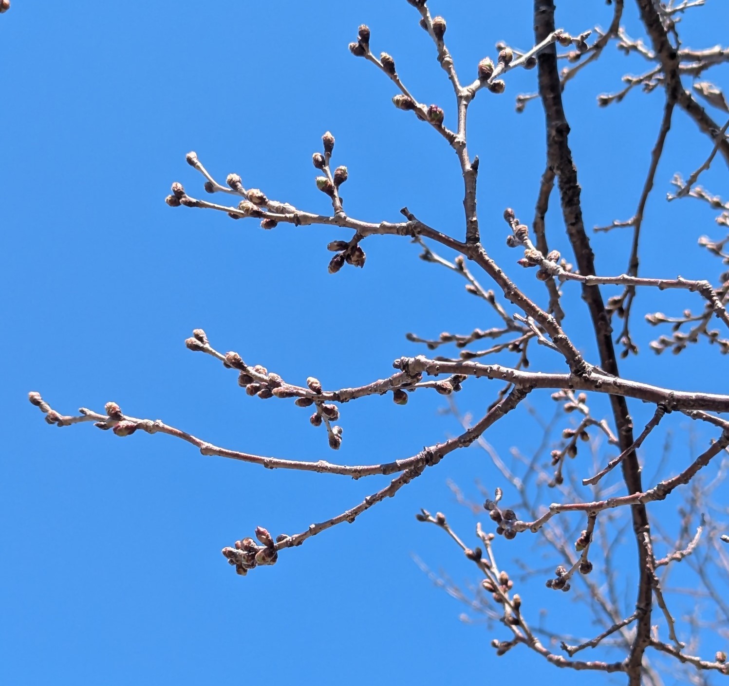 桜画像10