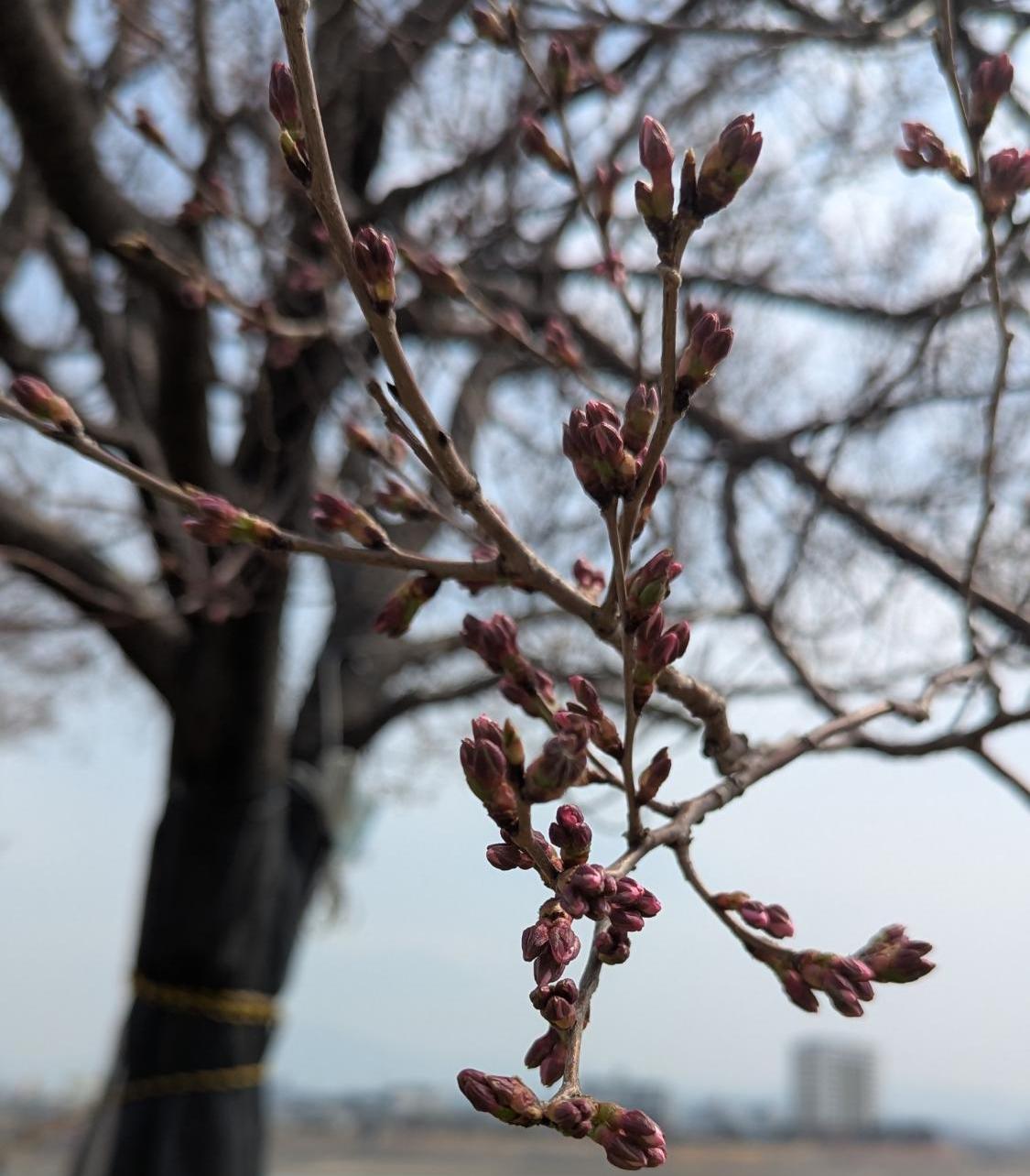 桜画像14