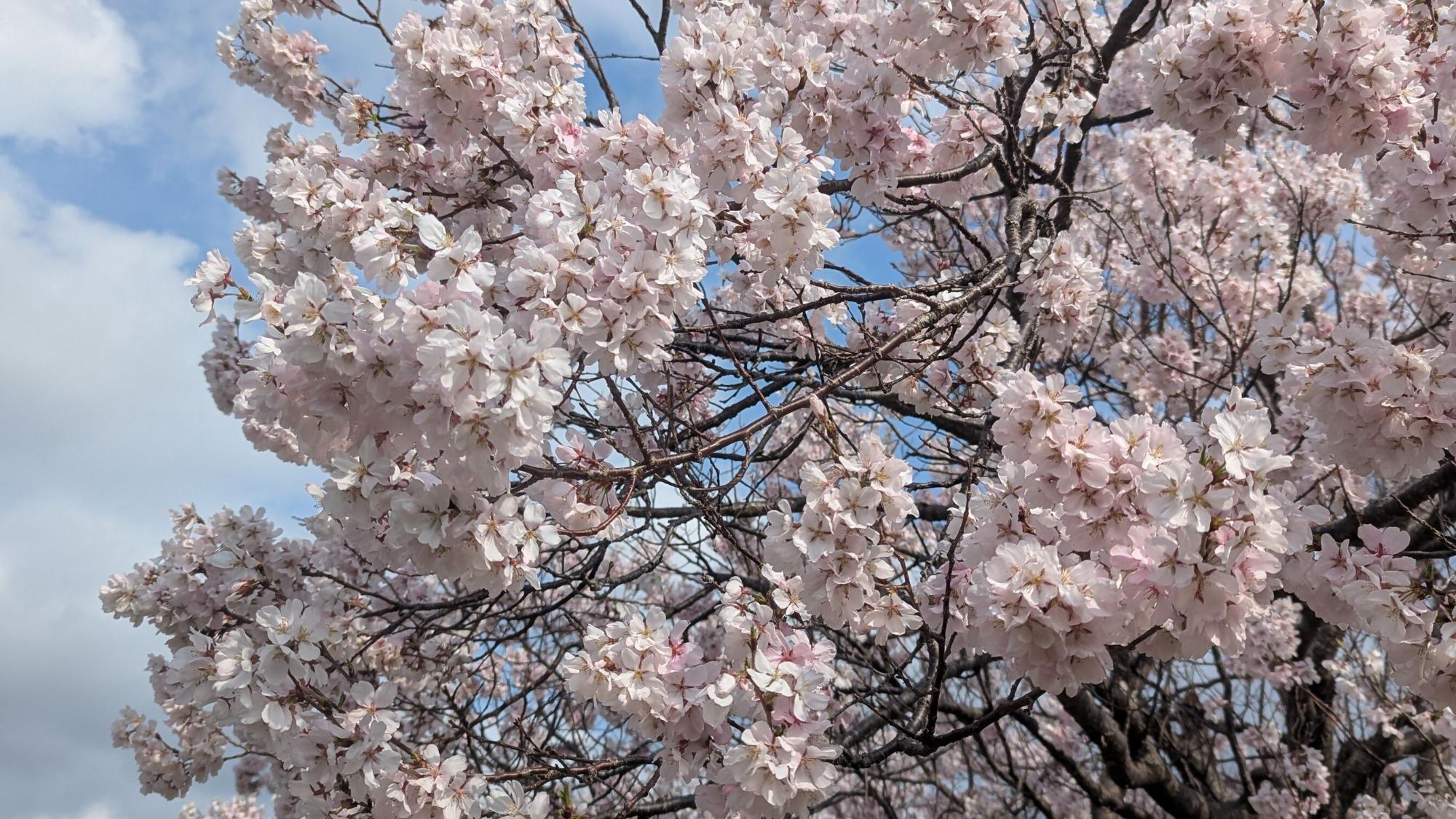桜画像15