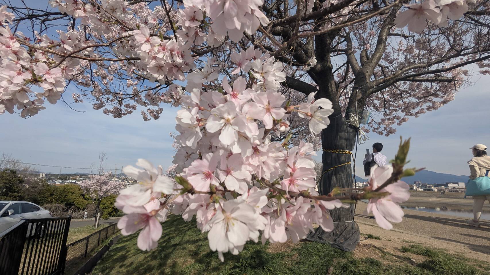 桜画像16