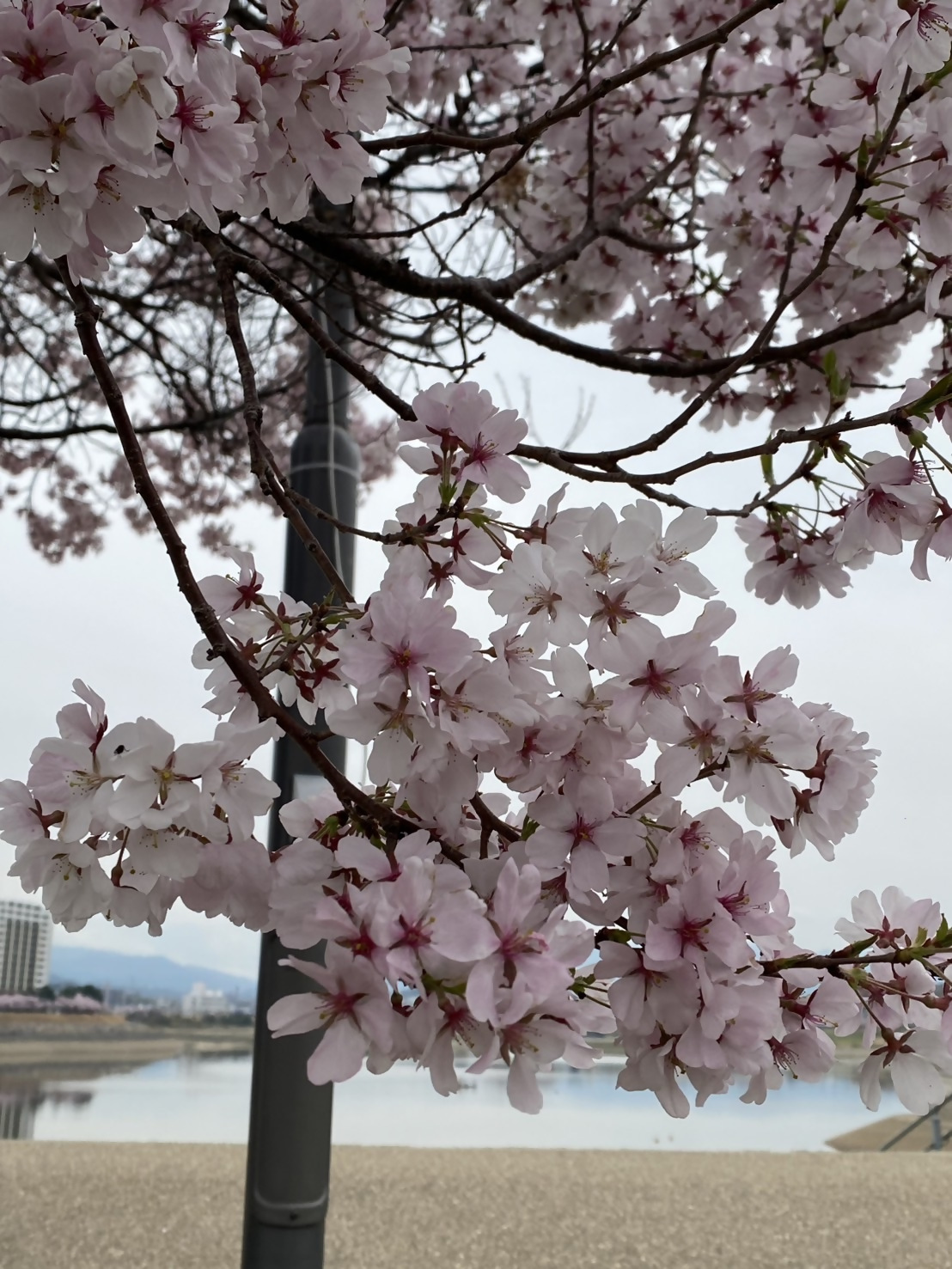 桜画像18
