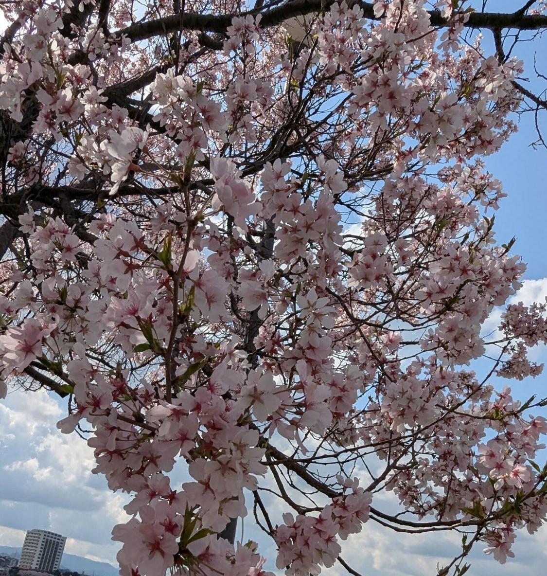 桜画像19