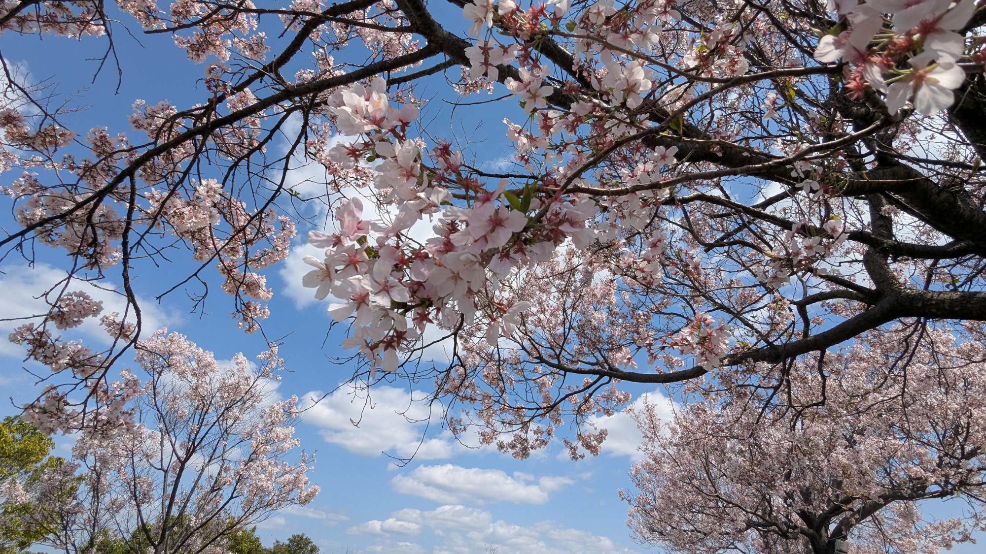 桜画像21