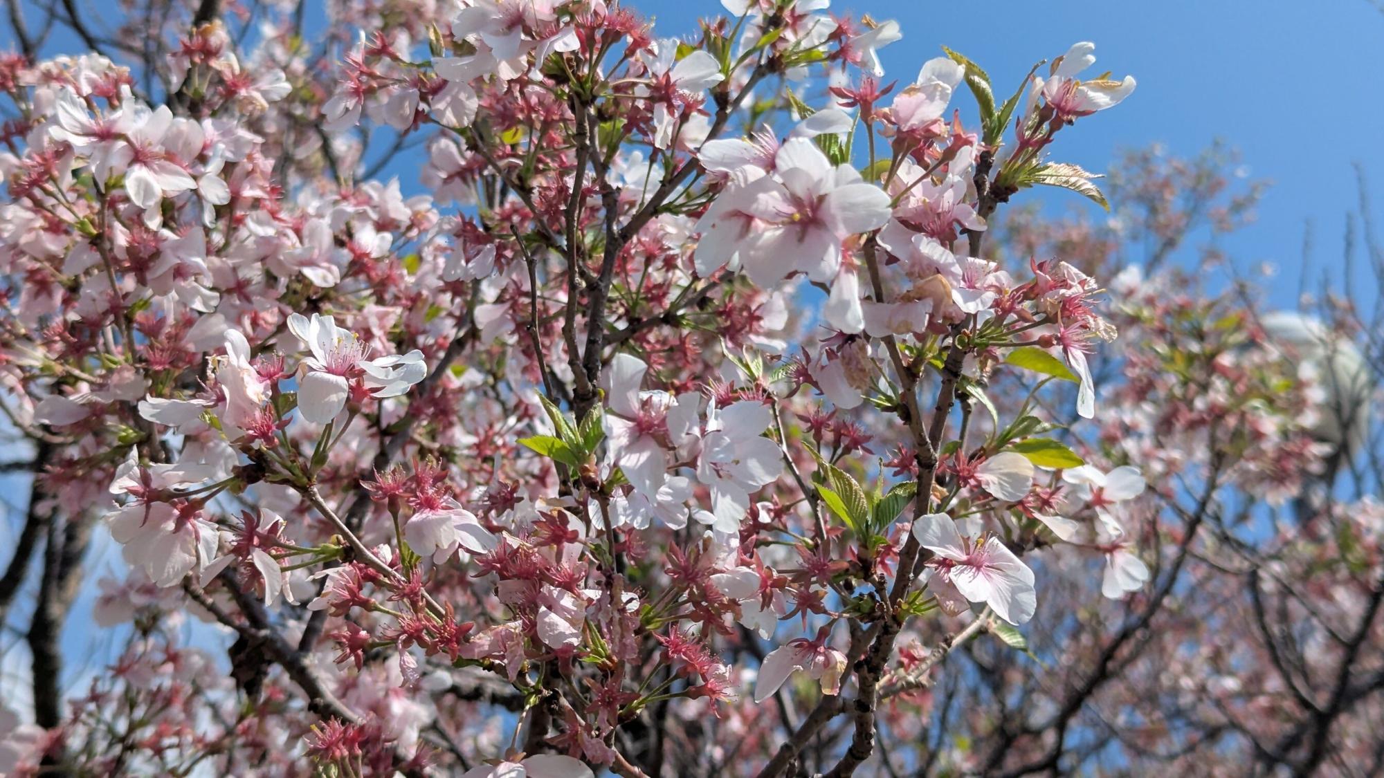 桜画像22
