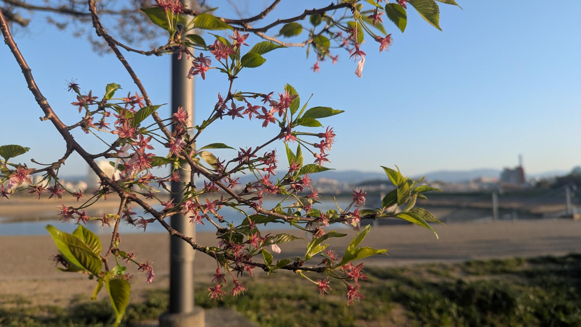 桜画像24