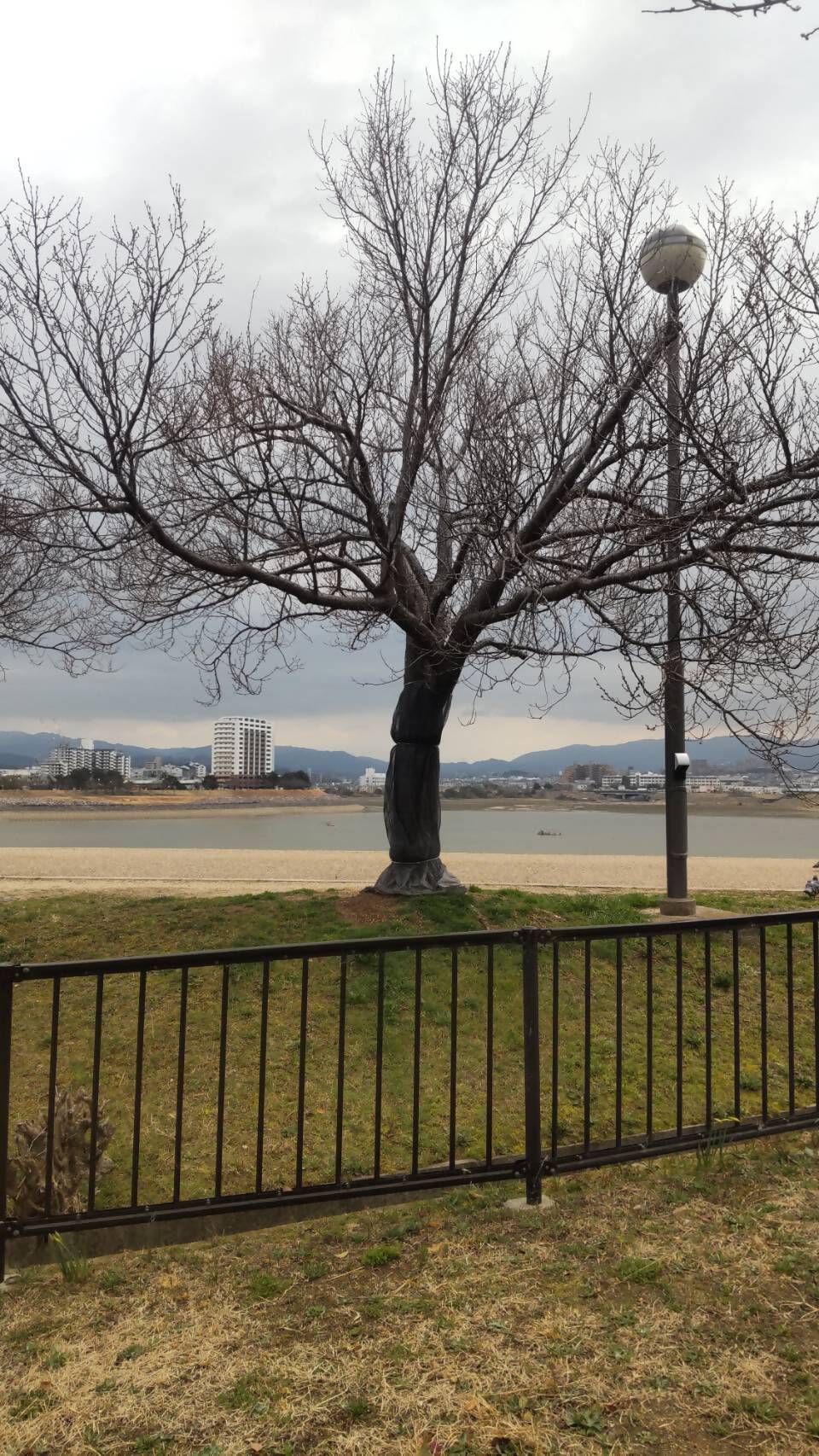 桜画像4
