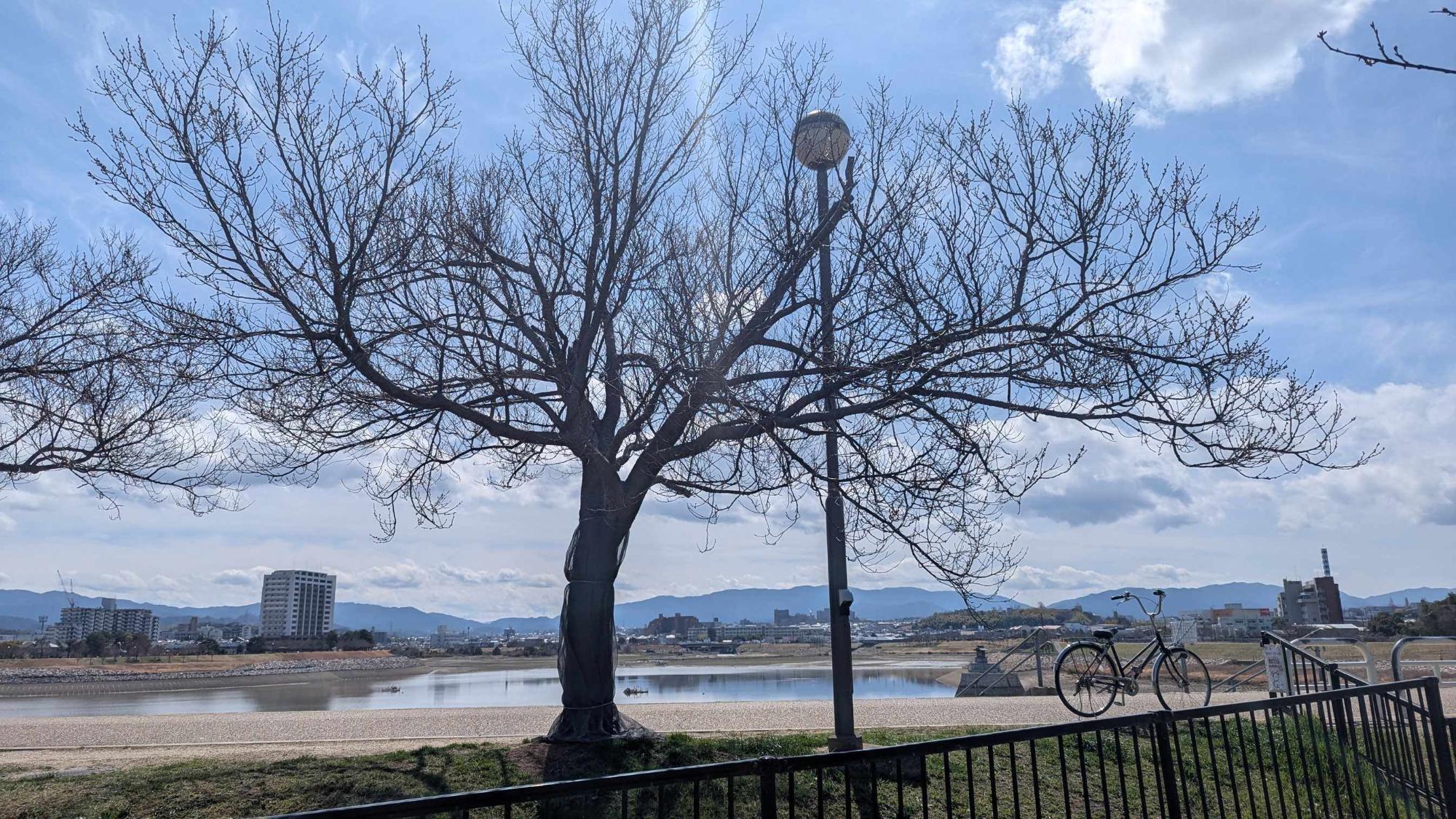 桜画像6