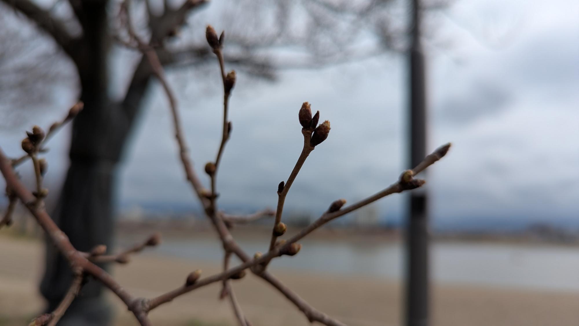 桜画像2