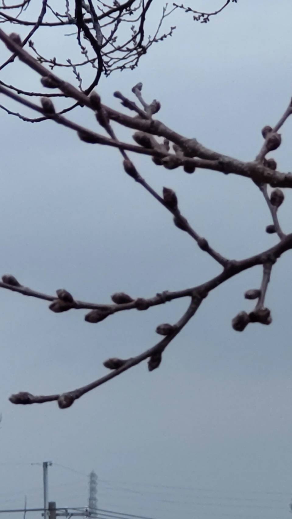 桜画像5