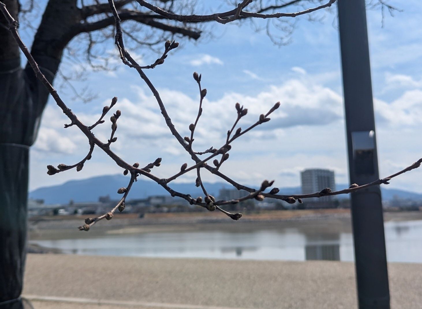 桜画像8