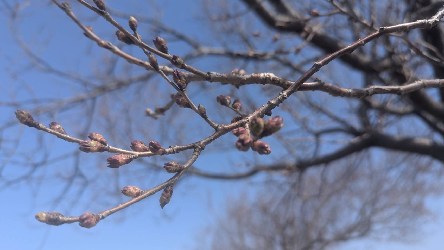 桜画像12