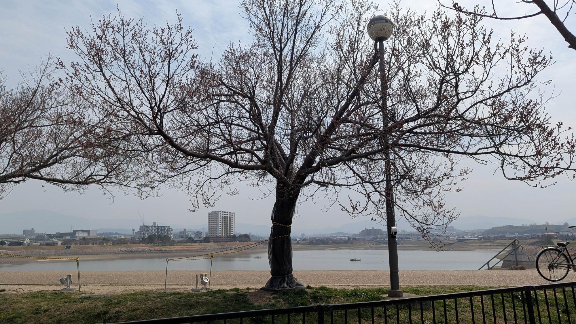 桜画像13