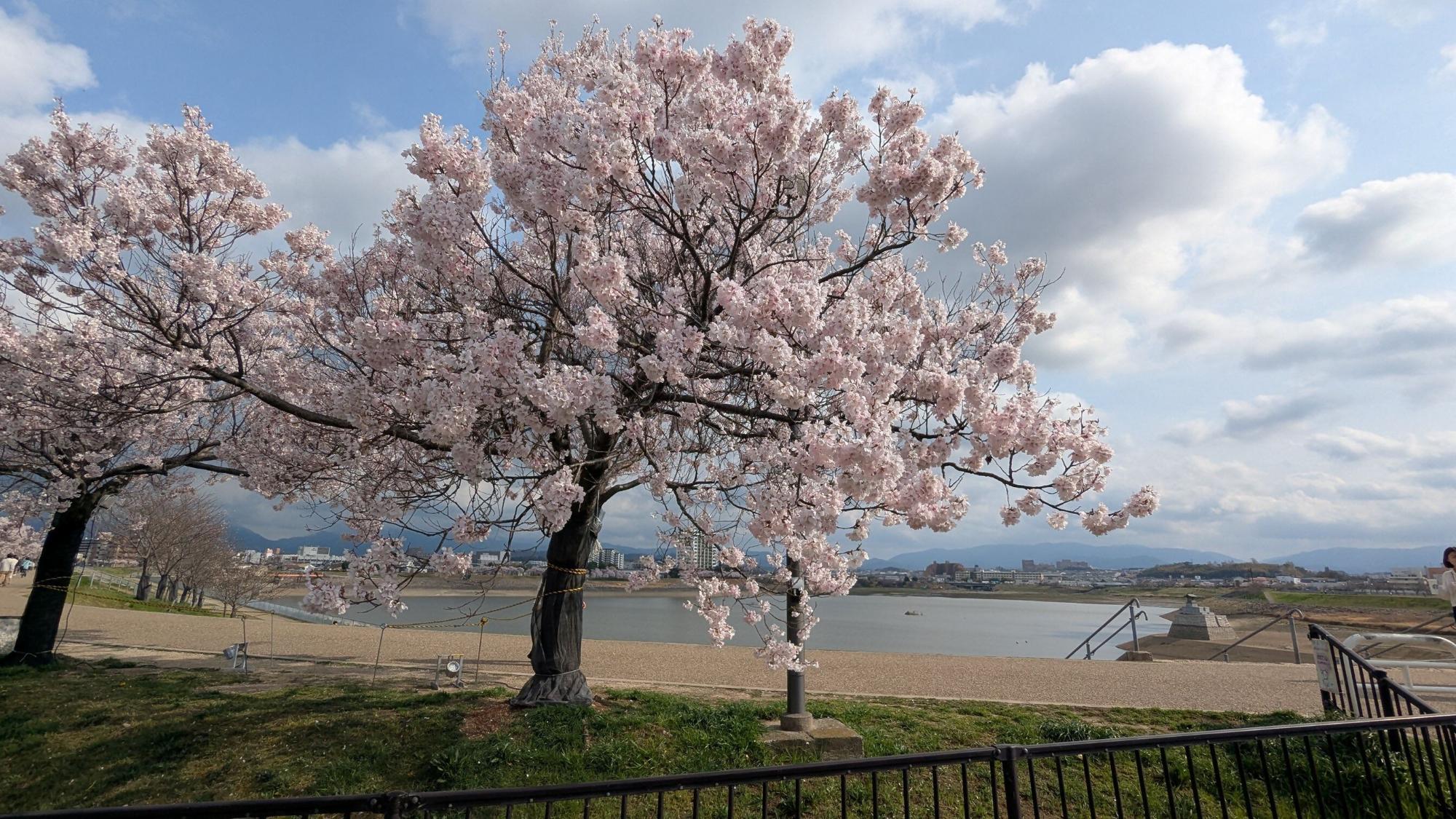 桜画像14