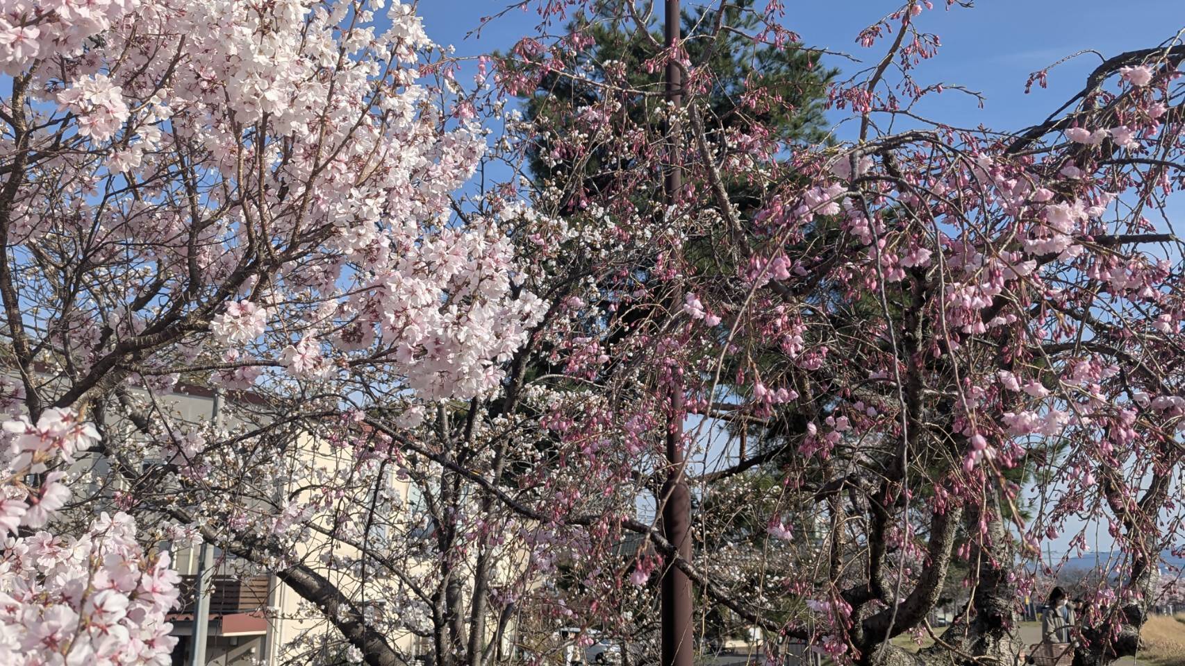 桜画像15