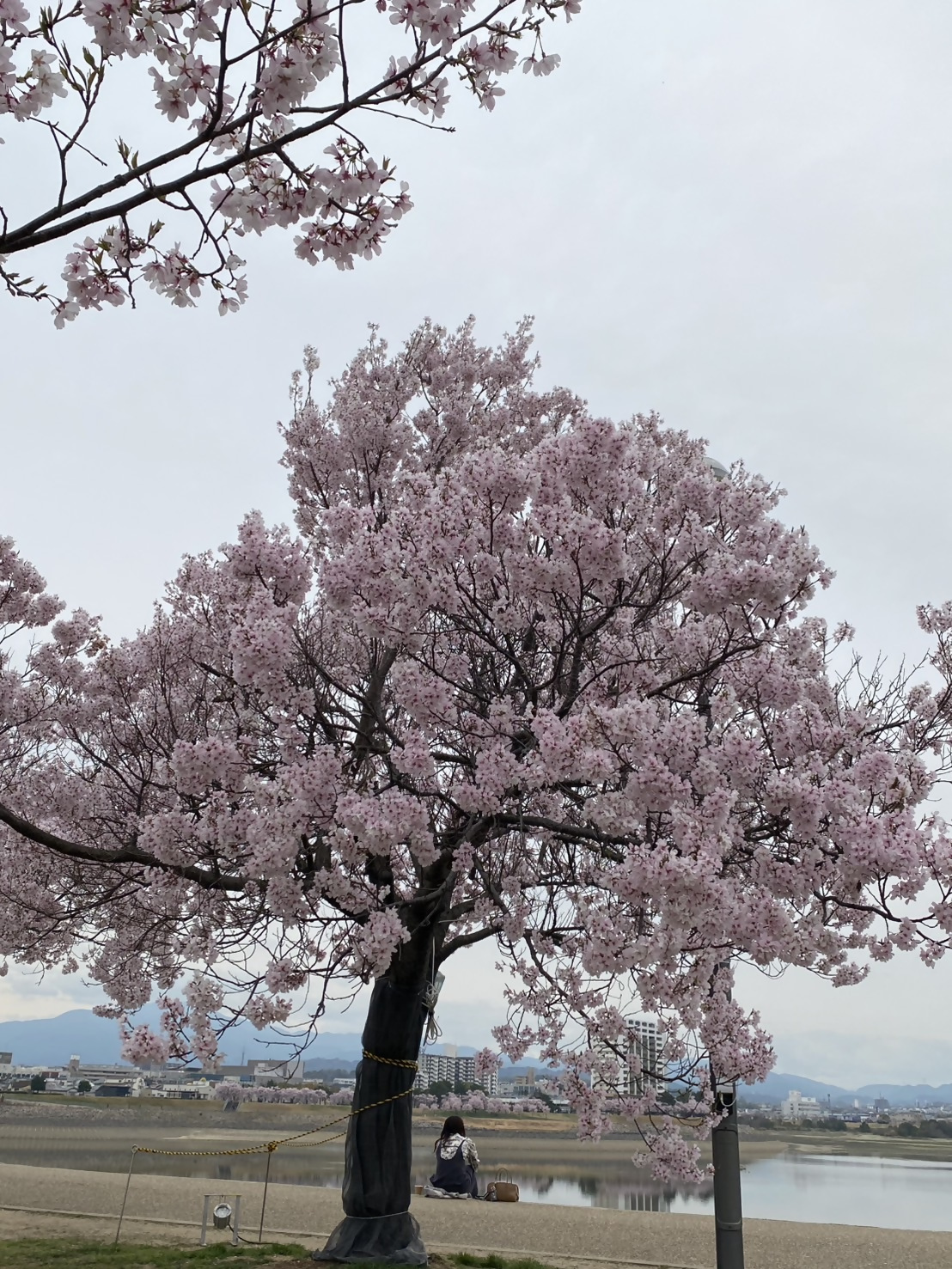 桜画像17