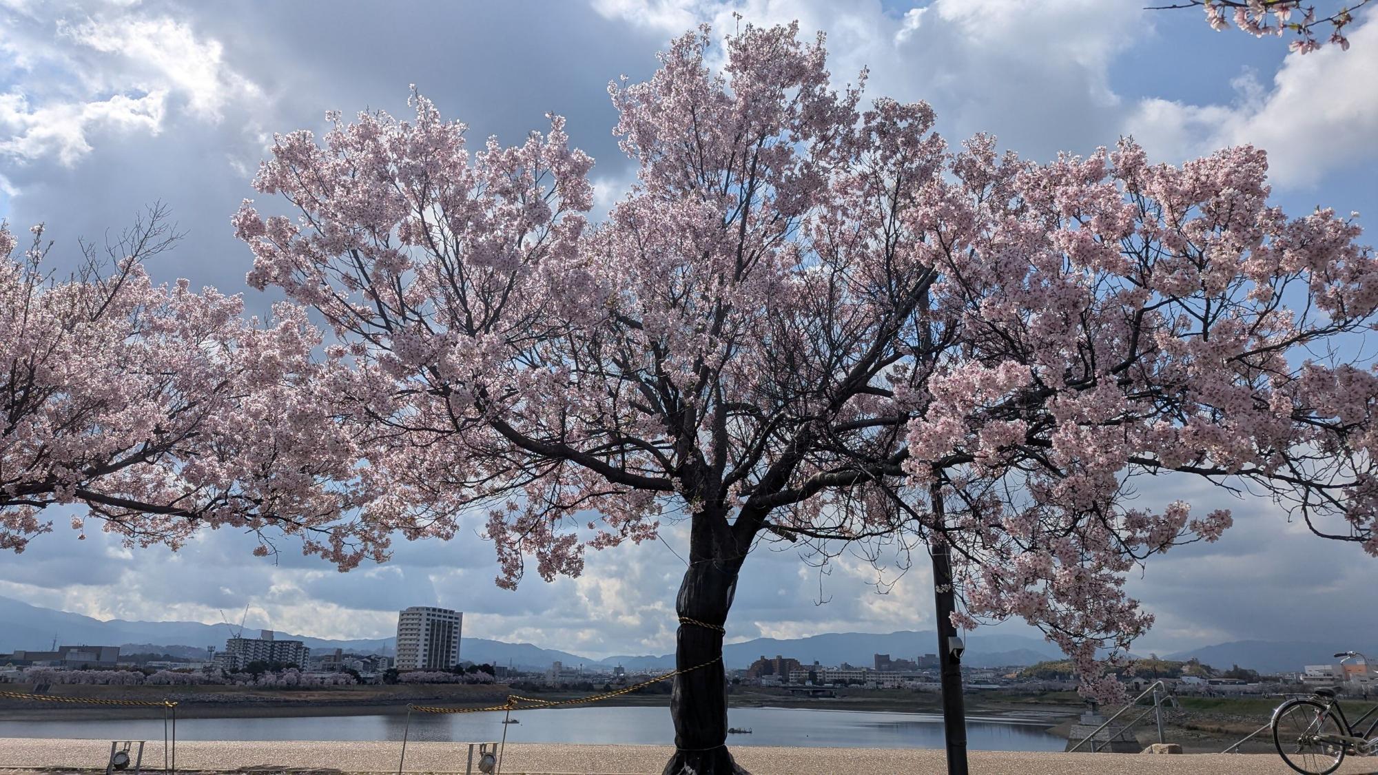 桜画像18