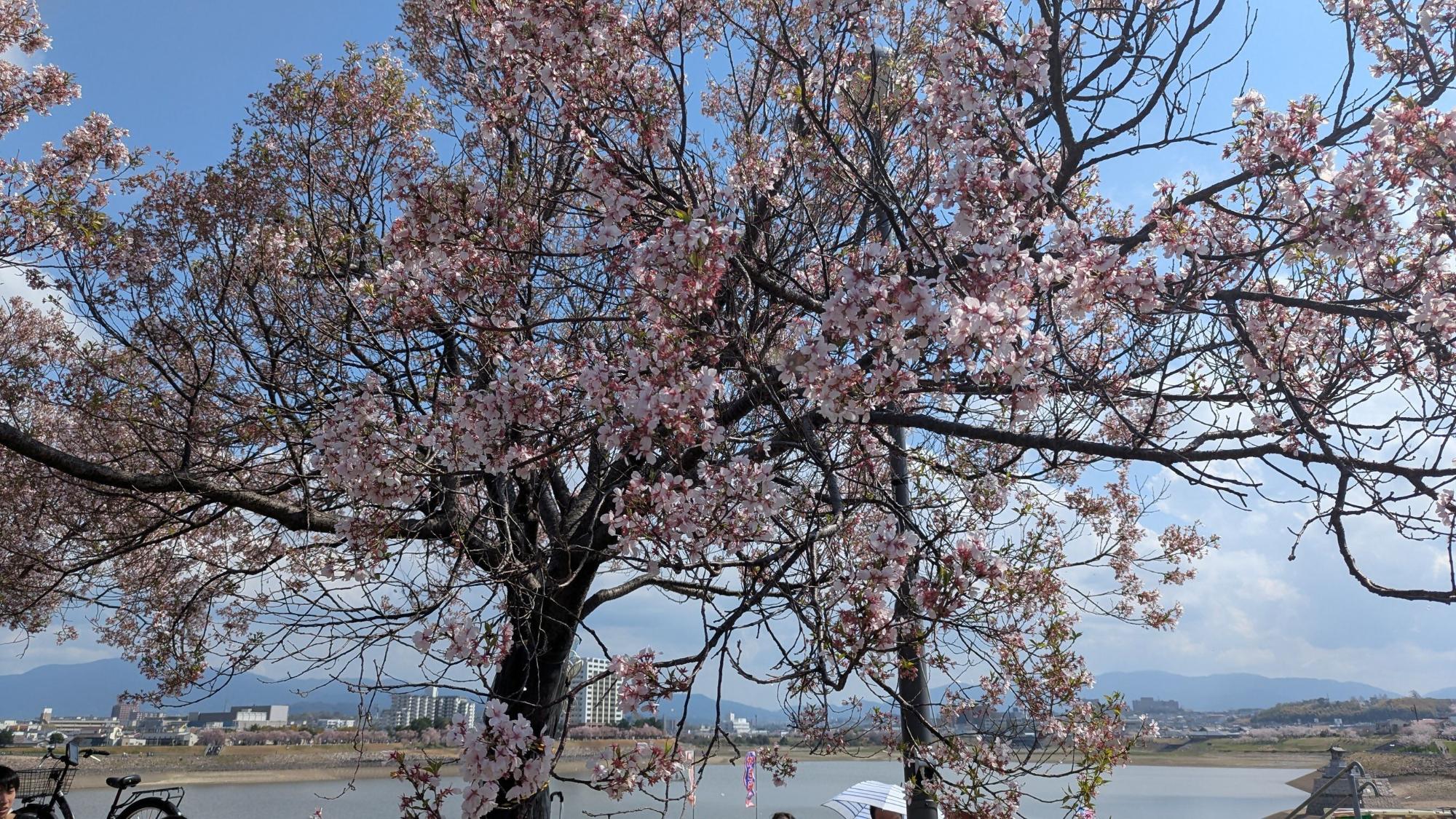 桜画像21