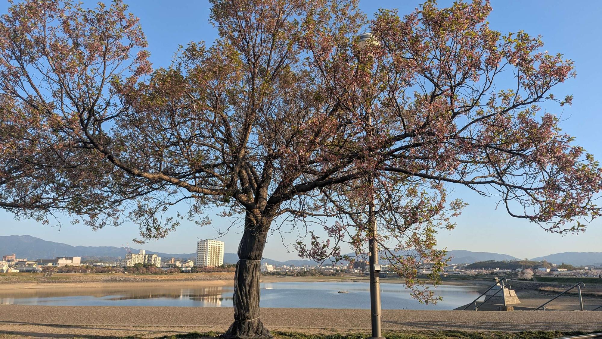 桜画像23