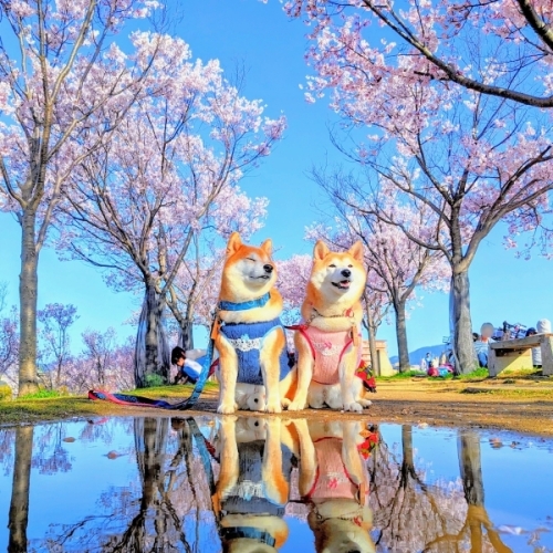 優秀賞・半井彩弥賞