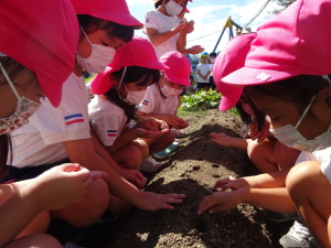 野菜を植えている園児達の写真1