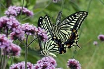 花の蜜を吸っているアゲハ蝶の写真