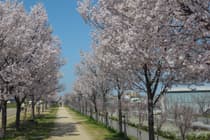 桜並木の写真