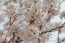 開花している桜の枝の写真