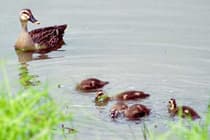狭山池にいるカルガモ親子の写真