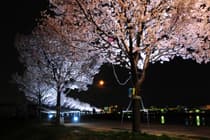 夜の桜並木の写真