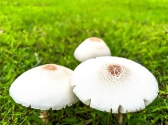 mashroom1