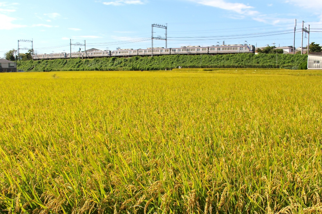 大阪狭山市フォトコンテスト2025年の思い出1次選考通過作品9