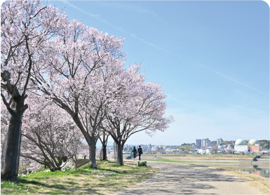 狭山池の桜