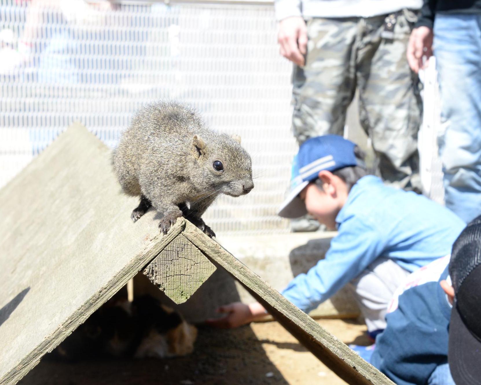 ふれあいの里 花と緑の広場「リス園」