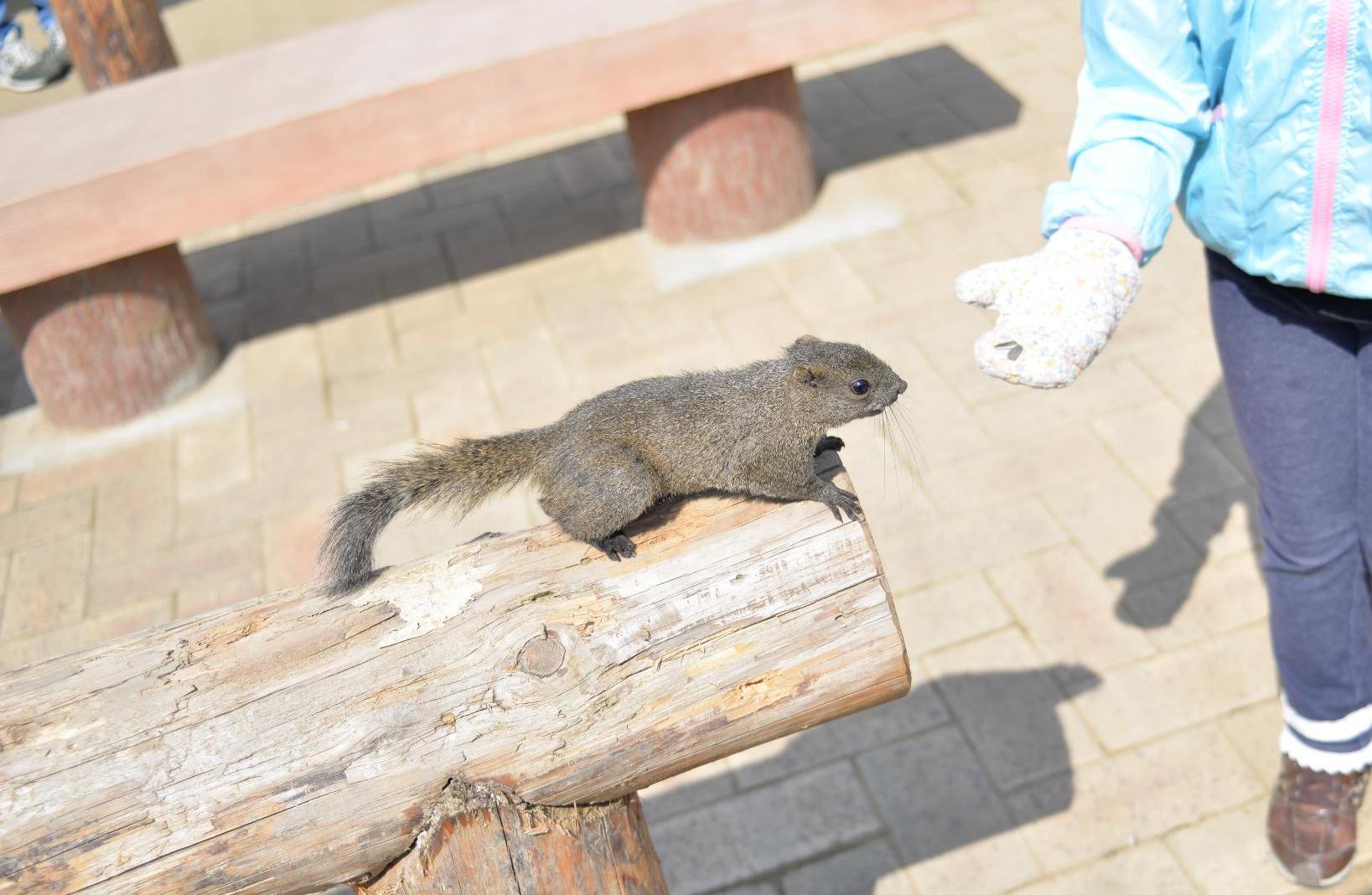 ふれあいの里 リスにエサをあげる