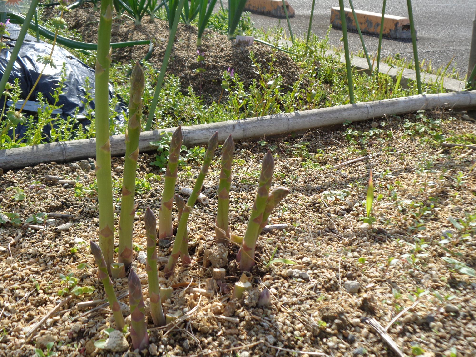 アスパラアップ