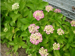 園に咲く紫陽花の写真
